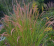 Achnatherum calamagrostis.png